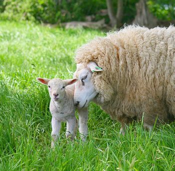 lamb_mother_and_baby.jpg