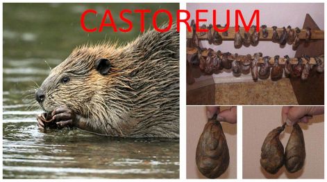 castoreum.jpg